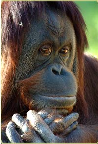 chimpanzee