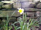 a dafodil
