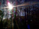 tree and sunlight