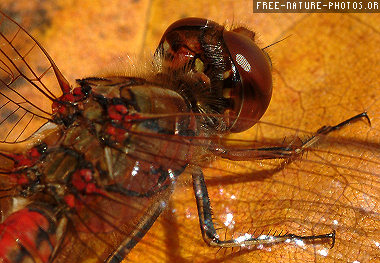 an insect