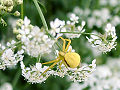 spider