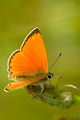 orange butterfly