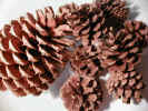 fir cones